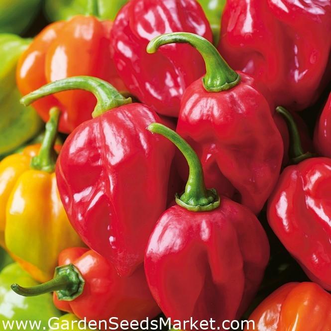 Daftar Harga Habanero dalam Rupiah Terbaru