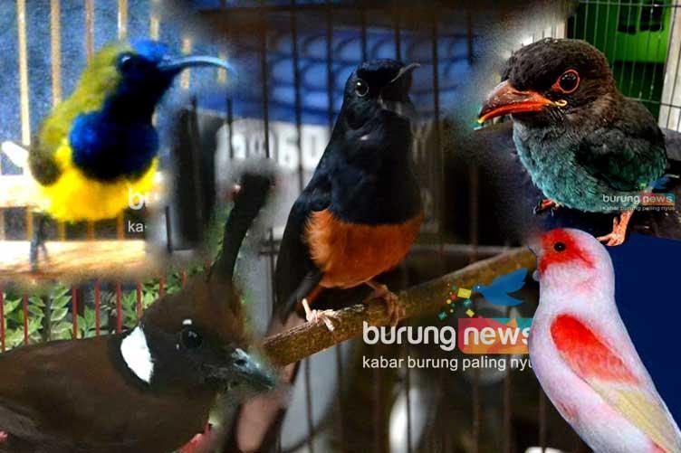 10 Daftar Gacor Populer untuk Memaster Suara Burung Anda